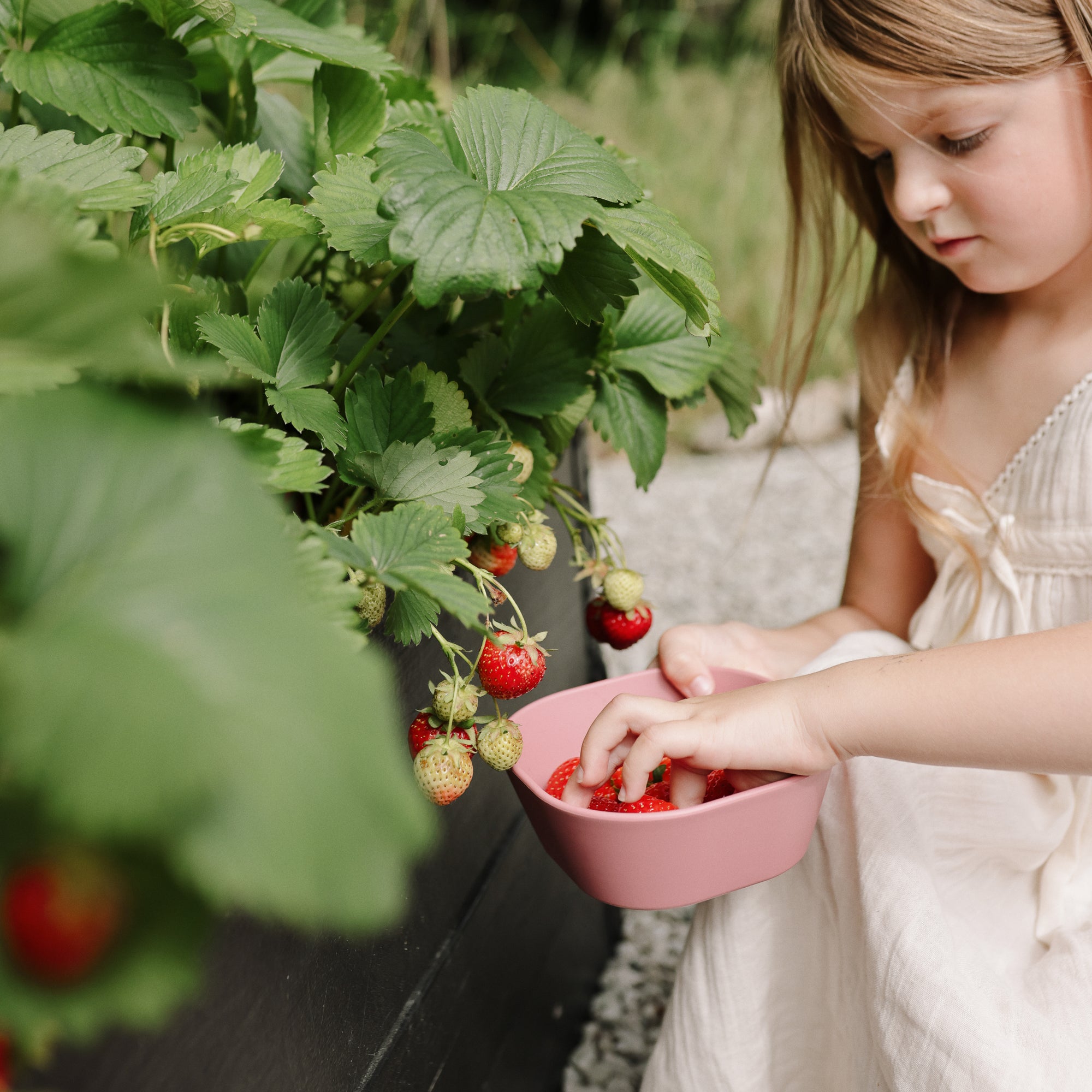 A young girl picks strawberries and puts them into a mushie Square Dinnerware Bowl in the garden.